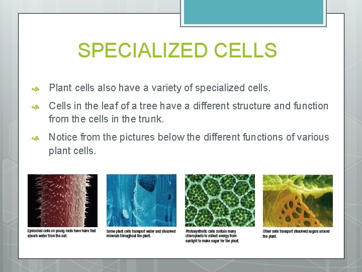 SPECIALIZED CELLS Plant cells also have a variety of specialized cells. Cells in the