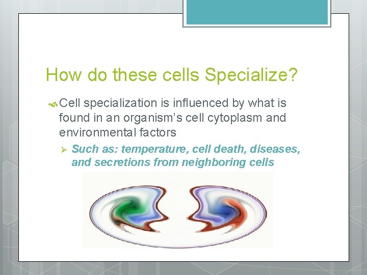 How do these cells Specialize? Cell specialization is influenced by what is found in