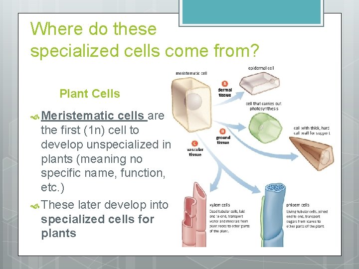 Where do these specialized cells come from? Plant Cells Meristematic cells are the first
