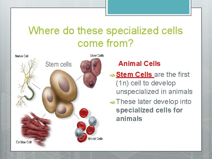 Where do these specialized cells come from? Animal Cells Stem Cells are the first