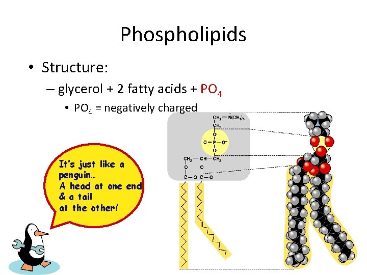 Phospholipids • Structure: – glycerol + 2 fatty acids + PO 4 • PO