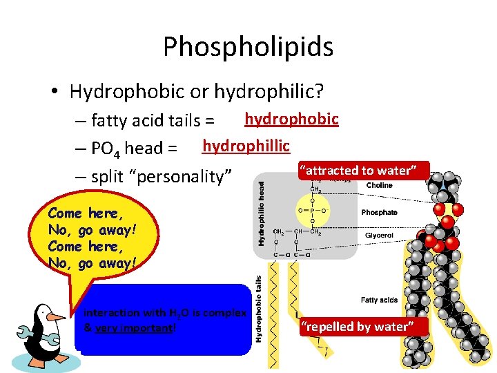 Phospholipids • Hydrophobic or hydrophilic? hydrophobic – fatty acid tails = – PO 4