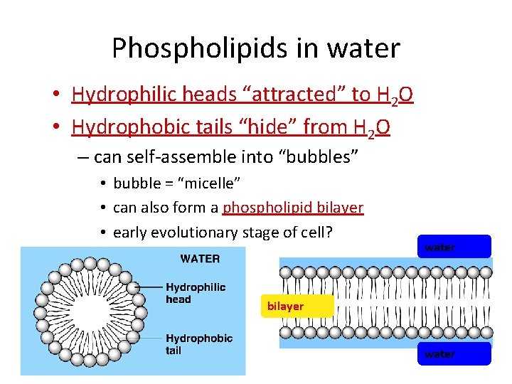 Phospholipids in water • Hydrophilic heads “attracted” to H 2 O • Hydrophobic tails