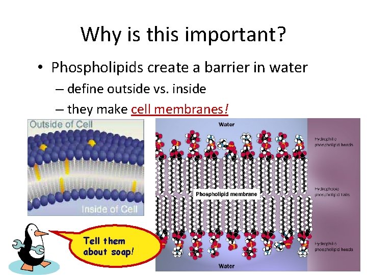 Why is this important? • Phospholipids create a barrier in water – define outside