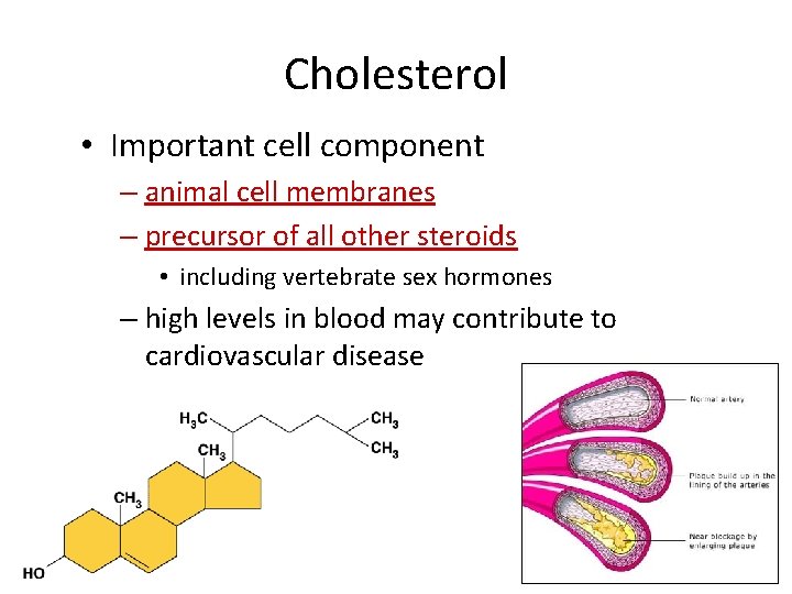 Cholesterol • Important cell component – animal cell membranes – precursor of all other