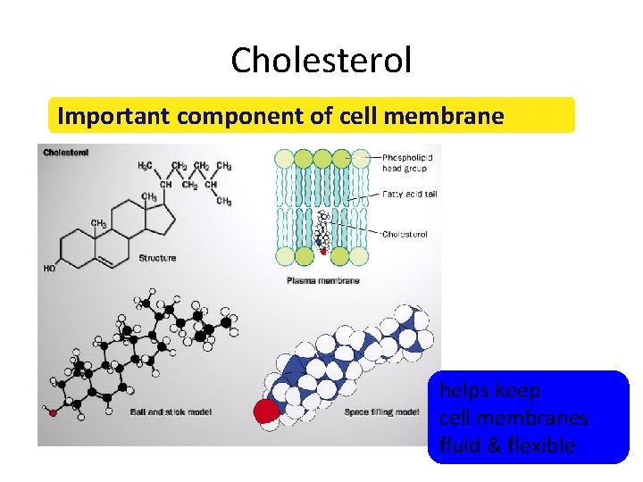 Cholesterol Important component of cell membrane helps keep cell membranes fluid & flexible 