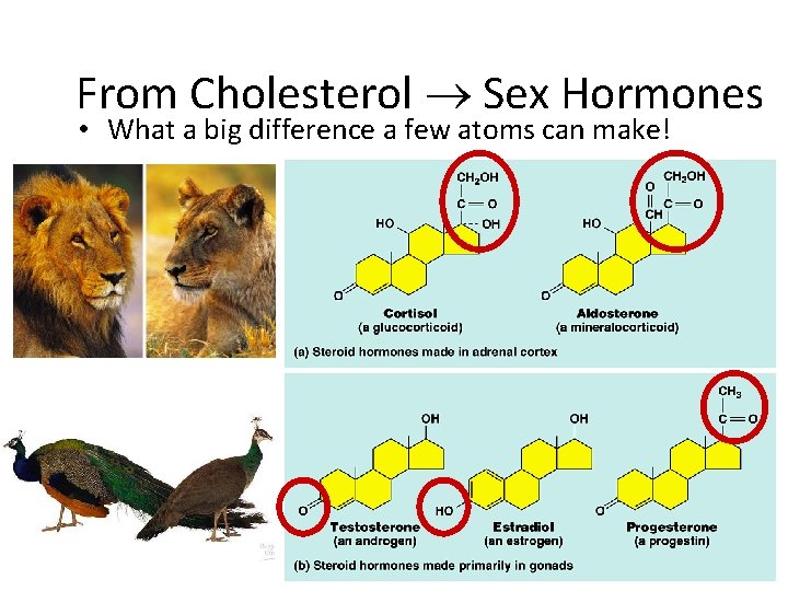 From Cholesterol Sex Hormones • What a big difference a few atoms can make!