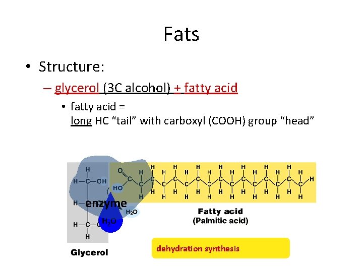 Fats • Structure: – glycerol (3 C alcohol) + fatty acid • fatty acid