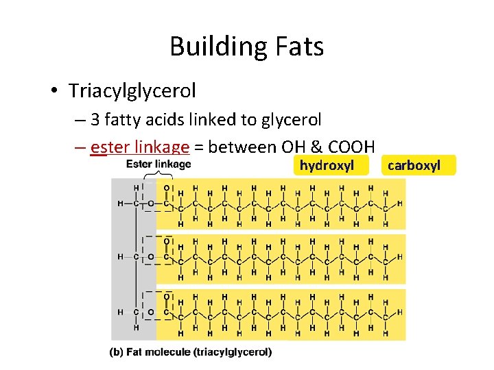 Building Fats • Triacylglycerol – 3 fatty acids linked to glycerol – ester linkage