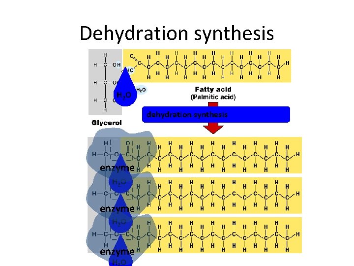 Dehydration synthesis H 2 O dehydration synthesis enzyme H 2 O enzyme HO 