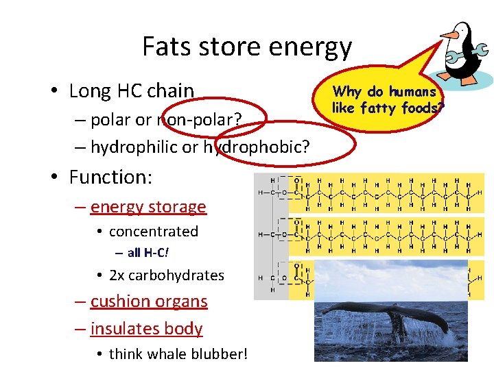 Fats store energy • Long HC chain – polar or non-polar? – hydrophilic or