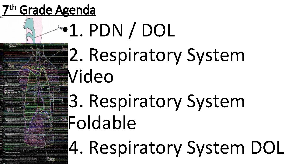 7 th Grade Agenda • 1. PDN / DOL • 2. Respiratory System Video