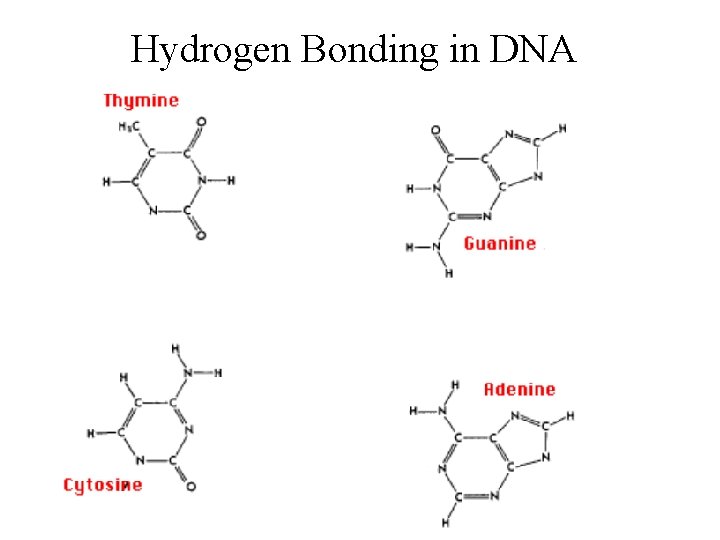 Hydrogen Bonding in DNA 