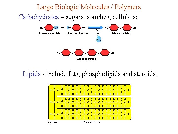 Large Biologic Molecules / Polymers Carbohydrates – sugars, starches, cellulose Lipids - include fats,