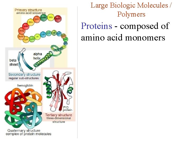 Large Biologic Molecules / Polymers Proteins - composed of amino acid monomers 