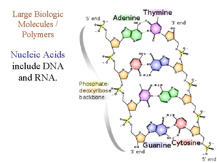 Large Biologic Molecules / Polymers Nucleic Acids include DNA and RNA. 