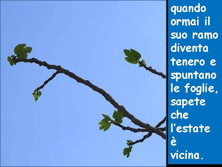 quando ormai il suo ramo diventa tenero e spuntano le foglie, sapete che l’estate