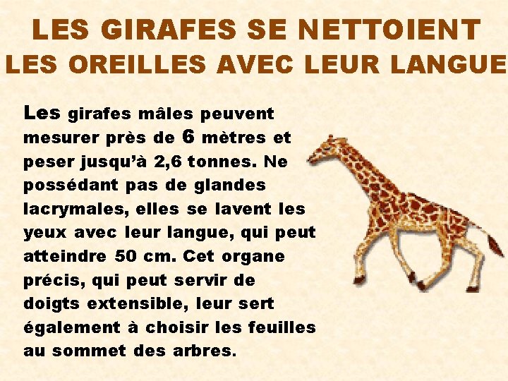 LES GIRAFES SE NETTOIENT LES OREILLES AVEC LEUR LANGUE Les girafes mâles peuvent mesurer