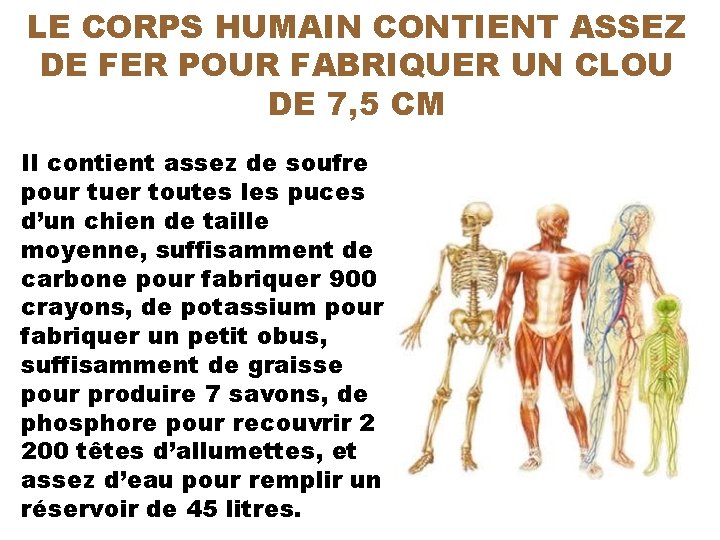 LE CORPS HUMAIN CONTIENT ASSEZ DE FER POUR FABRIQUER UN CLOU DE 7, 5