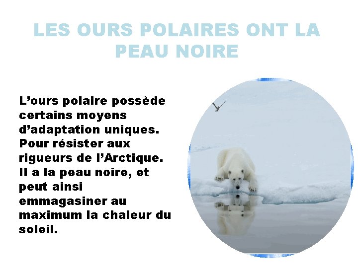 LES OURS POLAIRES ONT LA PEAU NOIRE L’ours polaire possède certains moyens d’adaptation uniques.