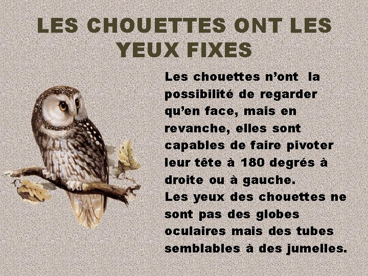 LES CHOUETTES ONT LES YEUX FIXES Les chouettes n’ont la possibilité de regarder qu’en