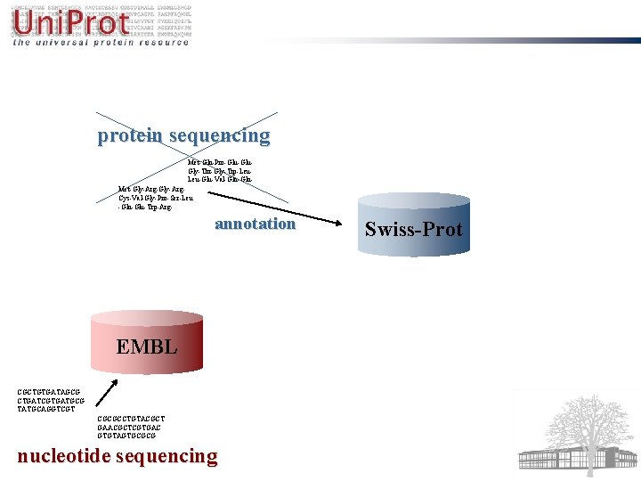 protein sequencing Met-Gln-Pro-Glu. Gly-Thr-Gly-Trp-Leu. Leu-Glu-Val-Gln. Met-Gly-Arg. Cys-Val-Gly-Pro-Ser-Leu -Gln-Glu-Trp-Arg- annotation EMBL CGCTGTGATAGCG CTGATCGTGATGCG TATGCAGGTCGT CGCGCCTGTACGCT