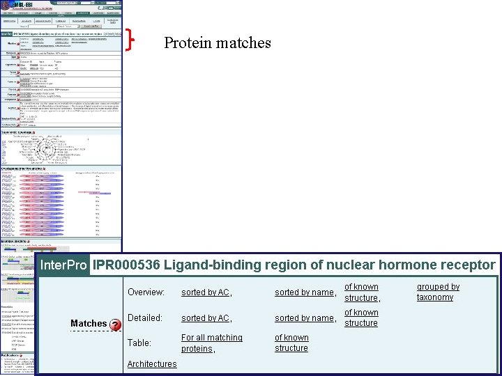 Protein matches 