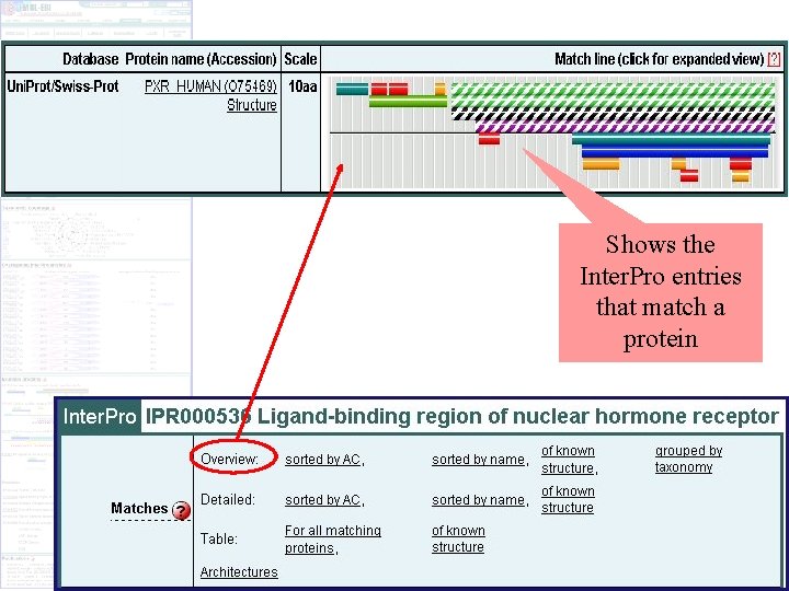 Shows the Inter. Pro entries that match a protein 