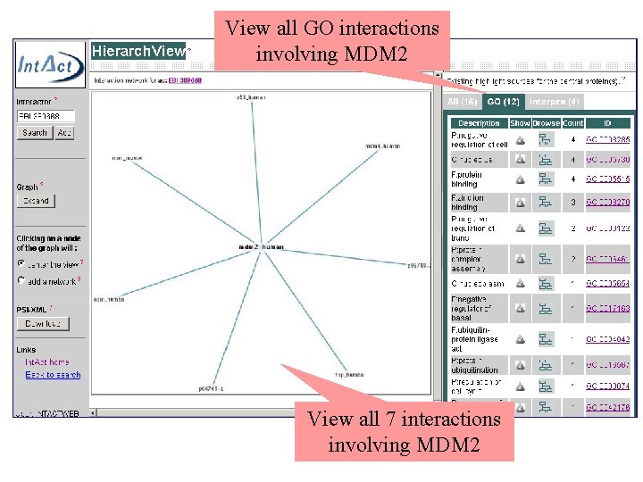 View all GO interactions involving MDM 2 View all 7 interactions involving MDM 2