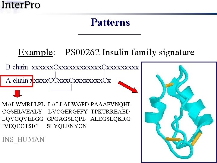 Patterns Example: PS 00262 Insulin family signature B chain xxxxxx. Cxxxxxxxxx | | A