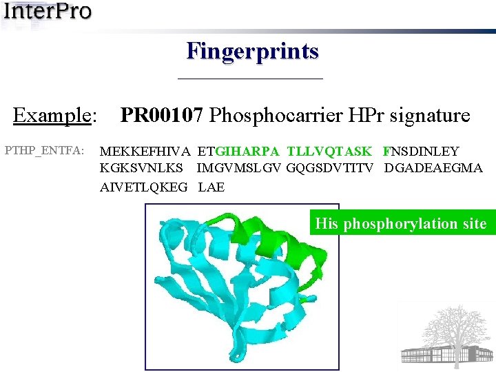 Fingerprints Example: PTHP_ENTFA: PR 00107 Phosphocarrier HPr signature MEKKEFHIVA ETGIHARPA TLLVQTASK FNSDINLEY KGKSVNLKS IMGVMSLGV