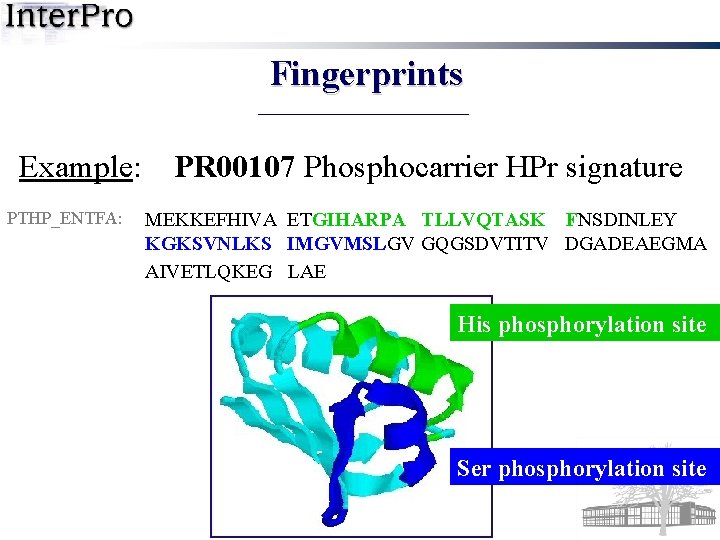 Fingerprints Example: PTHP_ENTFA: PR 00107 Phosphocarrier HPr signature MEKKEFHIVA ETGIHARPA TLLVQTASK FNSDINLEY KGKSVNLKS IMGVMSLGV