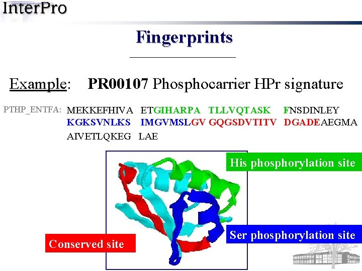 Fingerprints Example: PR 00107 Phosphocarrier HPr signature PTHP_ENTFA: MEKKEFHIVA ETGIHARPA TLLVQTASK FNSDINLEY KGKSVNLKS IMGVMSLGV