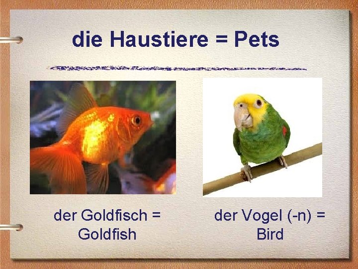 die Haustiere = Pets der Goldfisch = Goldfish der Vogel (-n) = Bird 