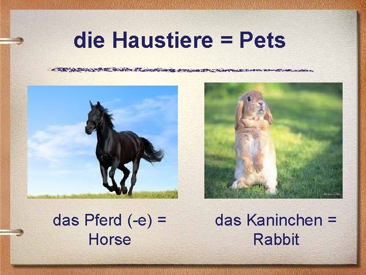 die Haustiere = Pets das Pferd (-e) = Horse das Kaninchen = Rabbit 