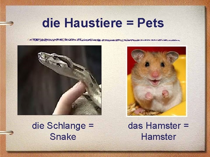 die Haustiere = Pets die Schlange = Snake das Hamster = Hamster 