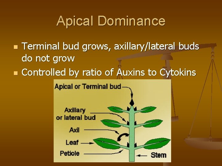 Apical Dominance n n Terminal bud grows, axillary/lateral buds do not grow Controlled by