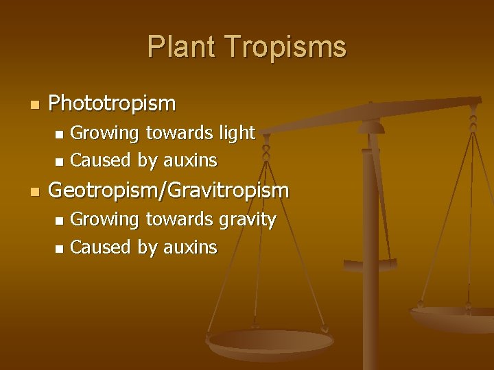 Plant Tropisms n Phototropism Growing towards light n Caused by auxins n n Geotropism/Gravitropism