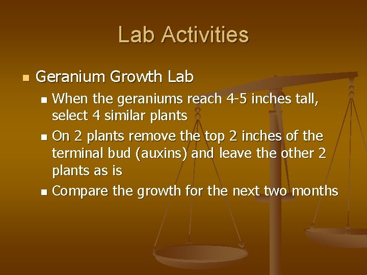 Lab Activities n Geranium Growth Lab When the geraniums reach 4 -5 inches tall,