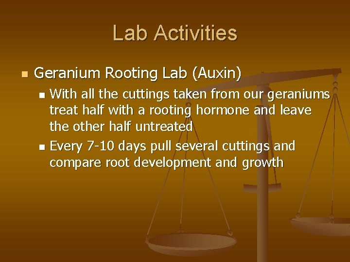 Lab Activities n Geranium Rooting Lab (Auxin) With all the cuttings taken from our