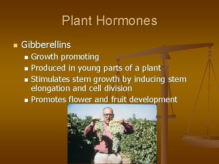 Plant Hormones n Gibberellins Growth promoting n Produced in young parts of a plant