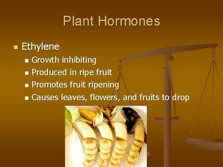 Plant Hormones n Ethylene Growth inhibiting n Produced in ripe fruit n Promotes fruit