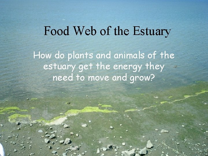 Food Web of the Estuary How do plants and animals of the estuary get