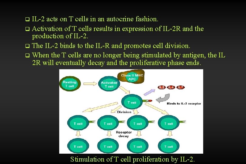 IL-2 acts on T cells in an autocrine fashion. q Activation of T cells