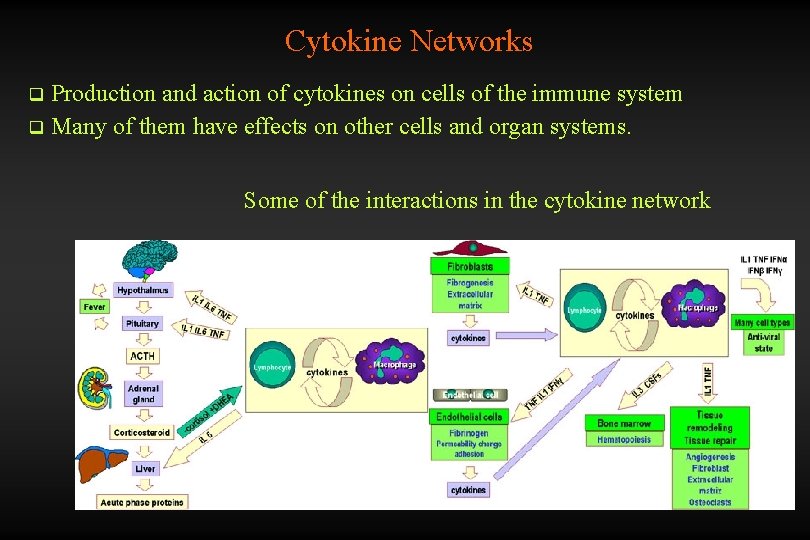 Cytokine Networks Production and action of cytokines on cells of the immune system q