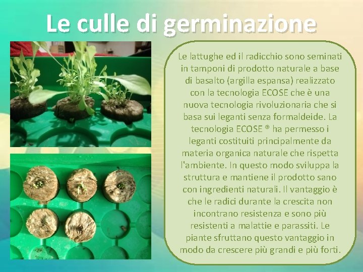 Le culle di germinazione Le lattughe ed il radicchio sono seminati in tamponi di