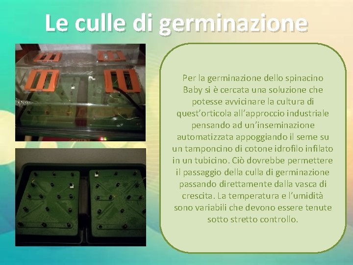 Le culle di germinazione Per la germinazione dello spinacino Baby si è cercata una