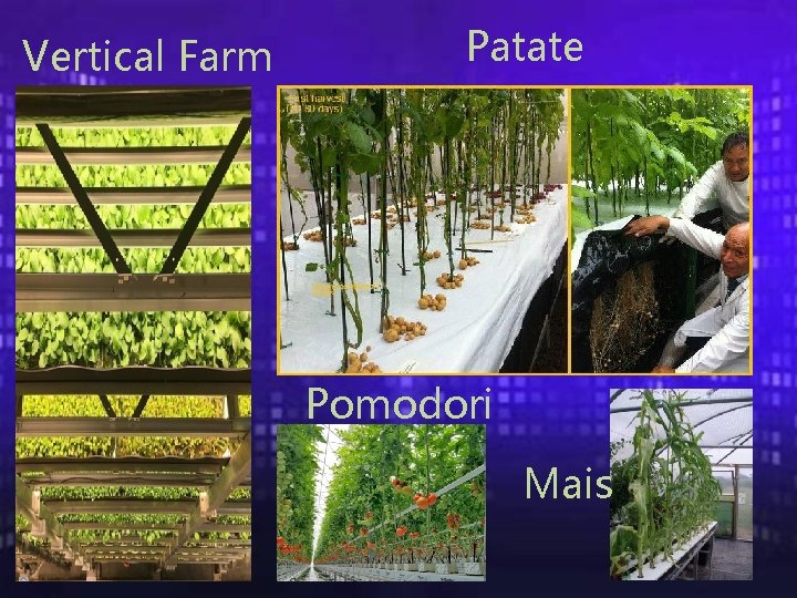 Vertical Farm Patate Pomodori Mais 