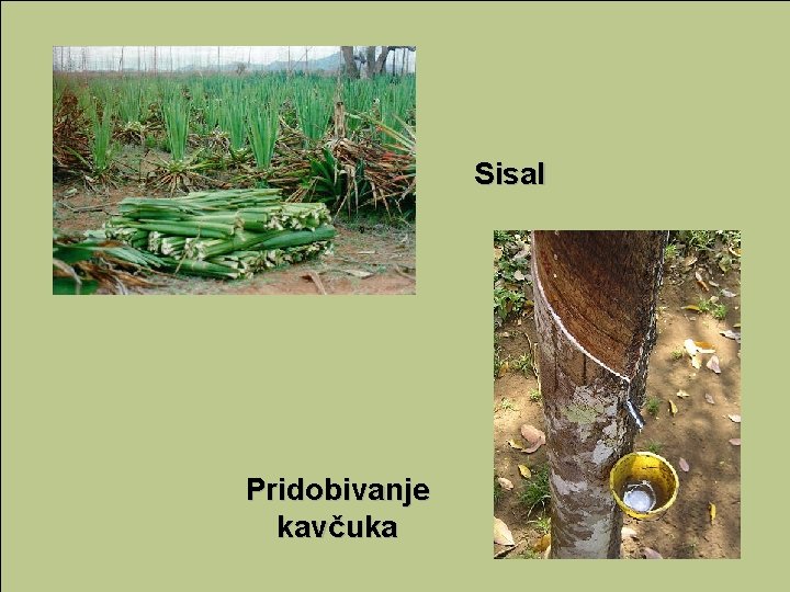 Sisal Pridobivanje kavčuka 