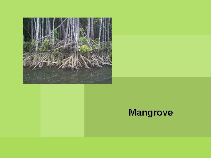 Mangrove 